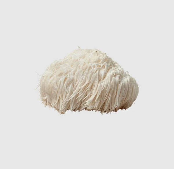 MYKOFIT® Vitalpilze für innere Harmonie mit der Kraft der Natur