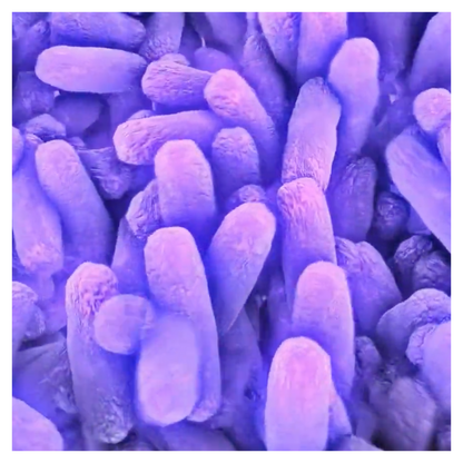 vita7 SkinHydral® Flora, 60 Kapseln