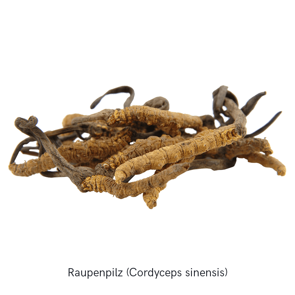 MYKOFIT® Bio Cordyceps, 180 Kapseln