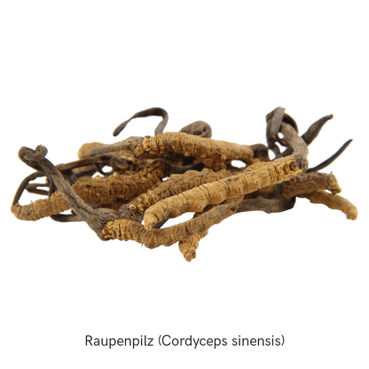 MYKOFIT® Bio Cordyceps, 180 Kapseln