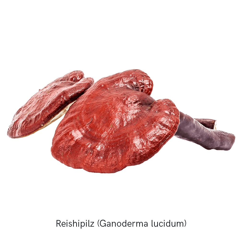 MYKOFIT® Organic Reishi, 180 Capsules