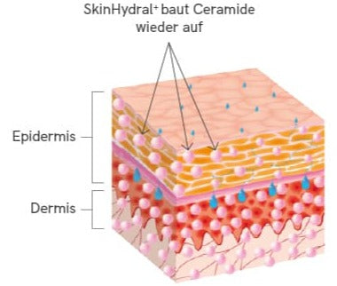 Grafik, die den Wiederaufbau der Ceramide in der Haut durch SkinHydral⁺ aufzeigt, verdeutlicht die nachhaltige Wirkung des Produkts.