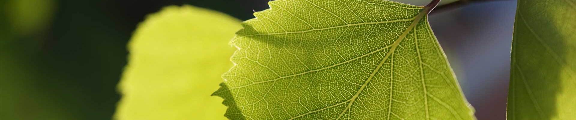 Bild von grünen Blättern, symbolisiert die Naturverbundenheit und den Fokus auf natürliche Inhaltsstoffe von vita7.