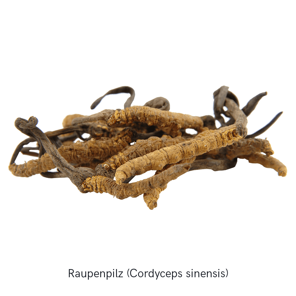 Nahaufnahme des Cordyceps Pilzes (Raupenpilz), illustriert die natürliche Quelle des Wirkstoffes in den MYKOFIT® Kapseln.