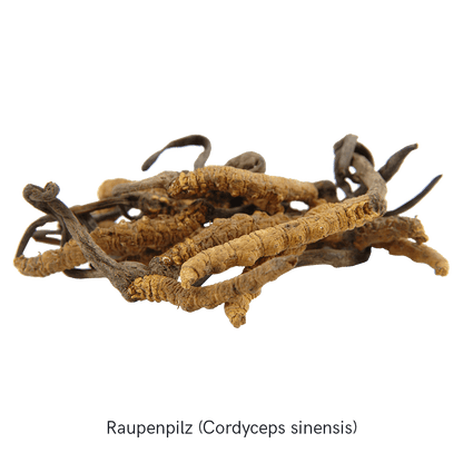 Nahaufnahme des Cordyceps Pilzes (Raupenpilz), illustriert die natürliche Quelle des Wirkstoffes in den MYKOFIT® Kapseln.
