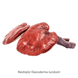 Inhalt der MYKOFIT® Bio Reishi Kapseln, fein vermahlenes Bio-Reishipulver.