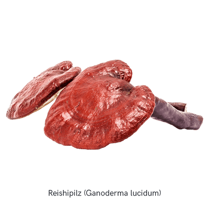 Inhalt der MYKOFIT® Bio Reishi Kapseln, fein vermahlenes Bio-Reishipulver.